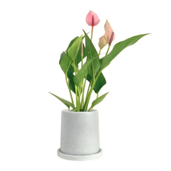 Anthurium Lilli Pink - Single Shoot