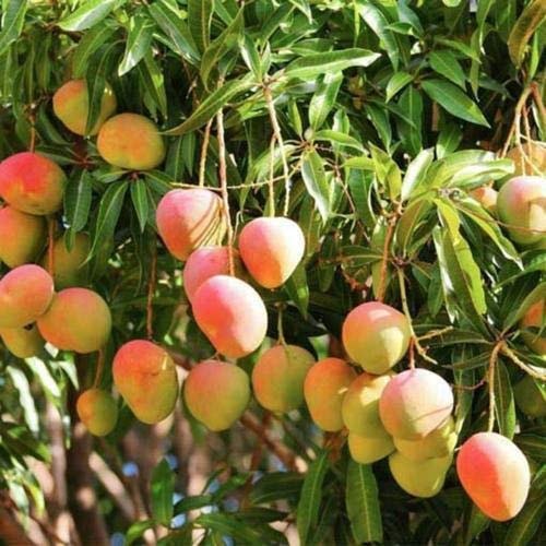 Sindhooram Mango Plant - Premium Indian Variety - Keyfarm Wayanad