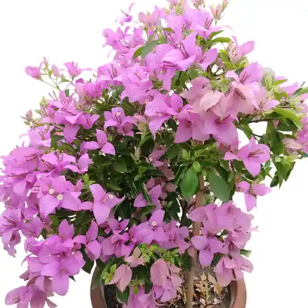 Bougainvillea H.B Sing