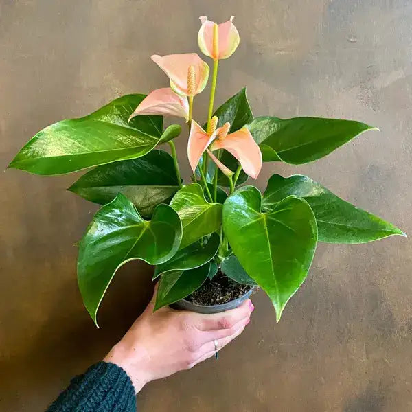 Peach Anthurium Plant - Single Shoot