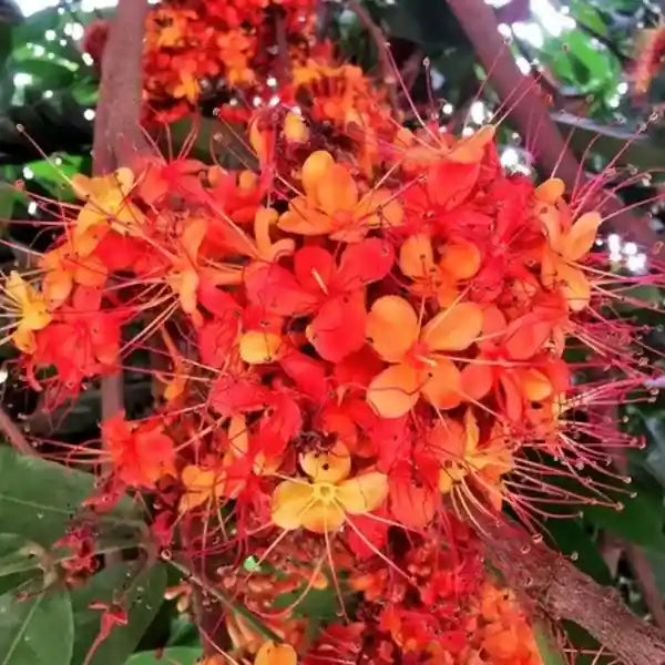 Sita Ashok,Saraca Asoca