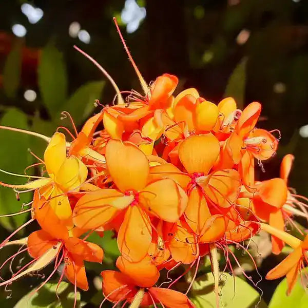 Sita Ashok,Saraca Asoca