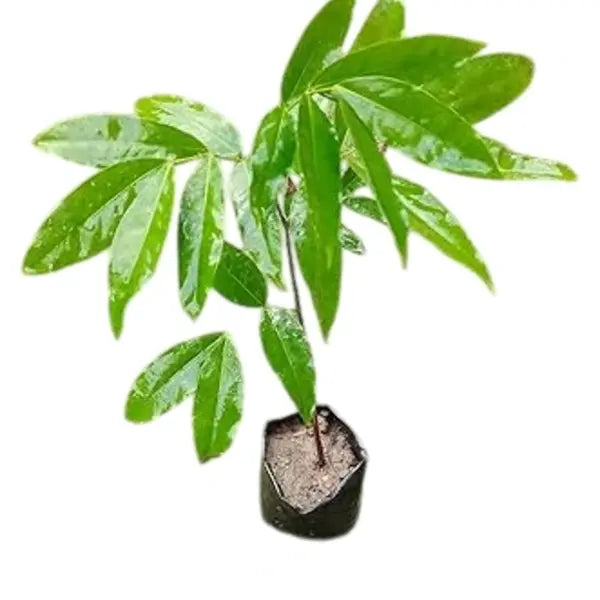 Sita Ashok,Saraca Asoca