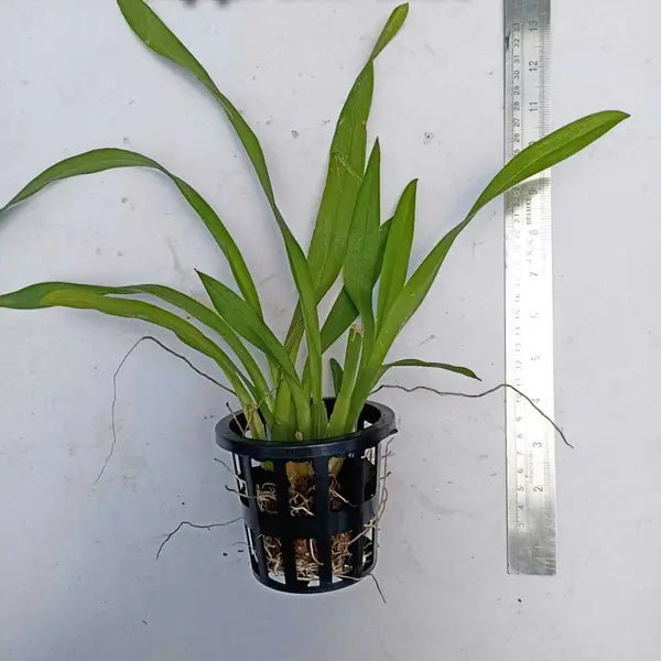 Oncidium Yuan Nan Gold