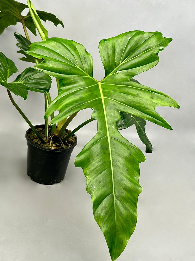 Philodendron Golden Dragon