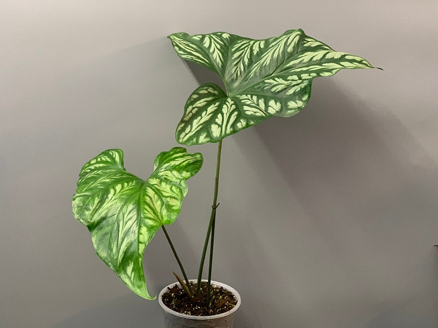 philodendron mirabilis Philodendron mirabilis – Foliages.in