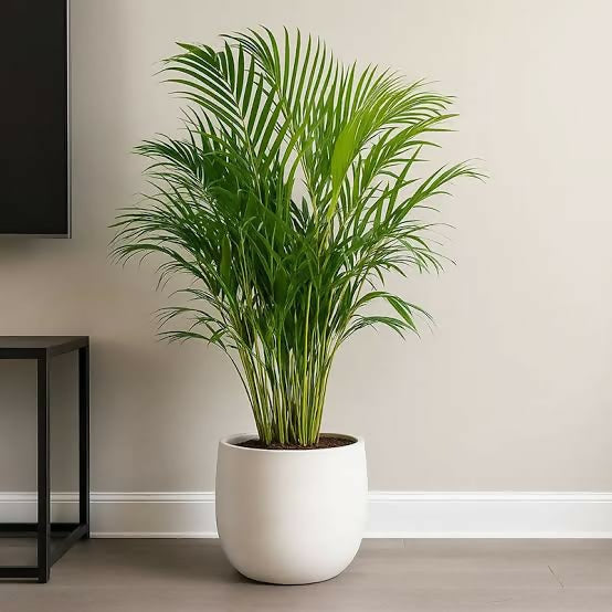 Areca Palm ‘Tropical Paradise’ (Dypsis Lutescens)
