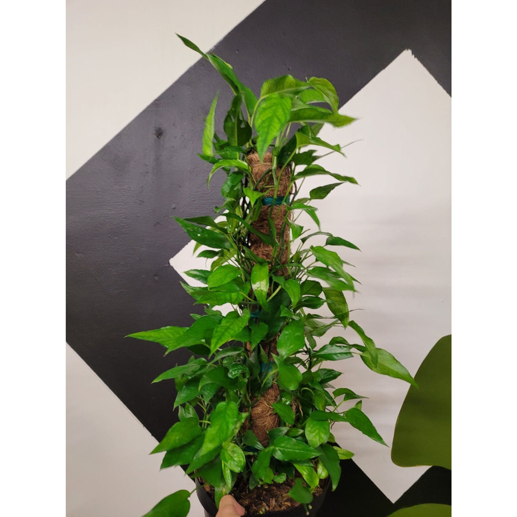 Skeleton Key Pothos close up leaf detail – healthy nursery plant – Foliages.in