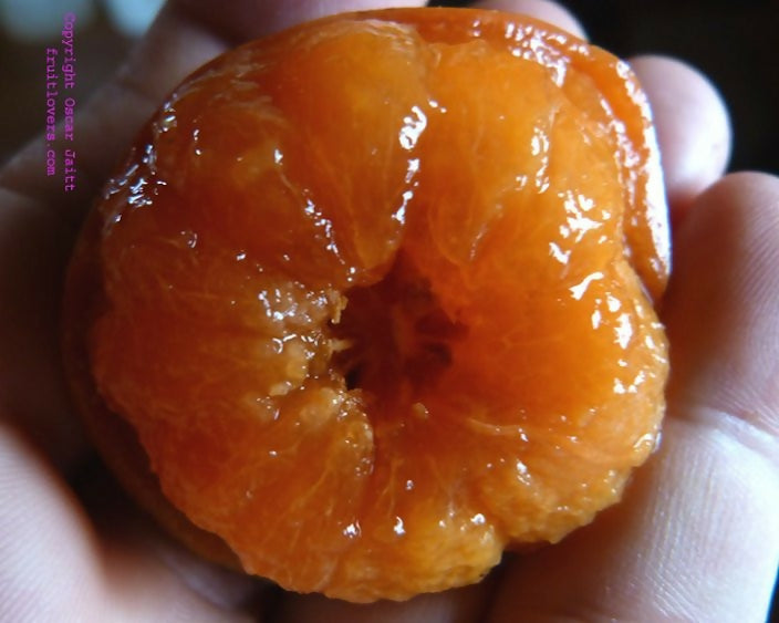 Button Mangosteen Fruit Plant (Garcinia prainiana)