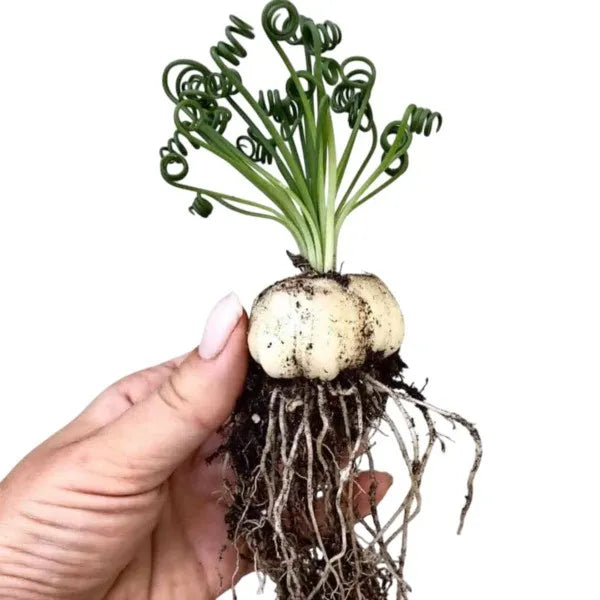 Frizzle Sizzle Plant, Albuca spiralis - Bulb