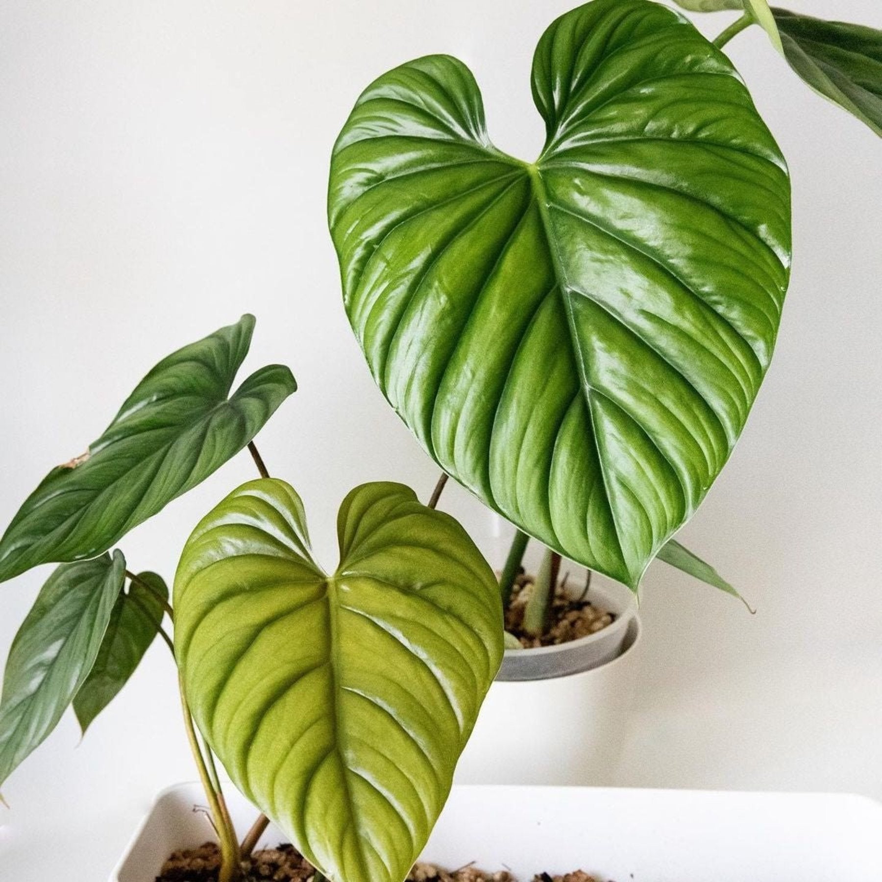 Philodendron Columbia – Philodendron Columbia jiffy sized plant with lush green foliage – Jiffy Sized