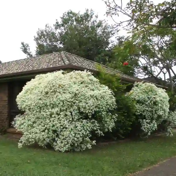 Pascuita, Euphorbia Leucocephala