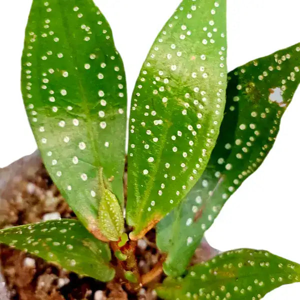 Sonerila sp. White Butterfly