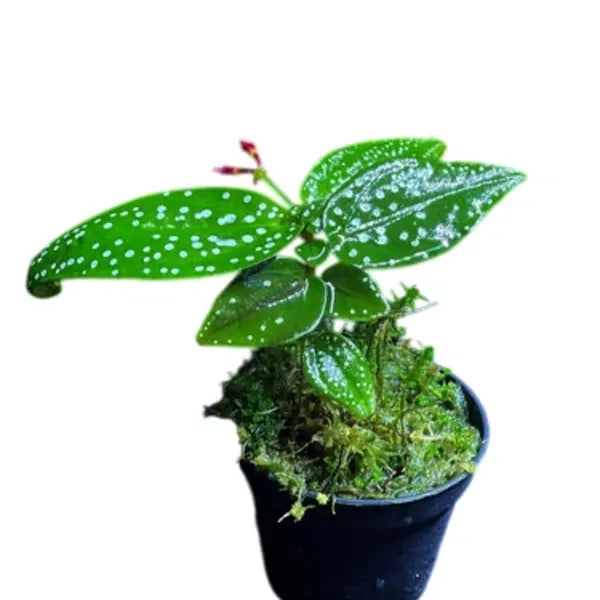 Sonerila sp. White Butterfly