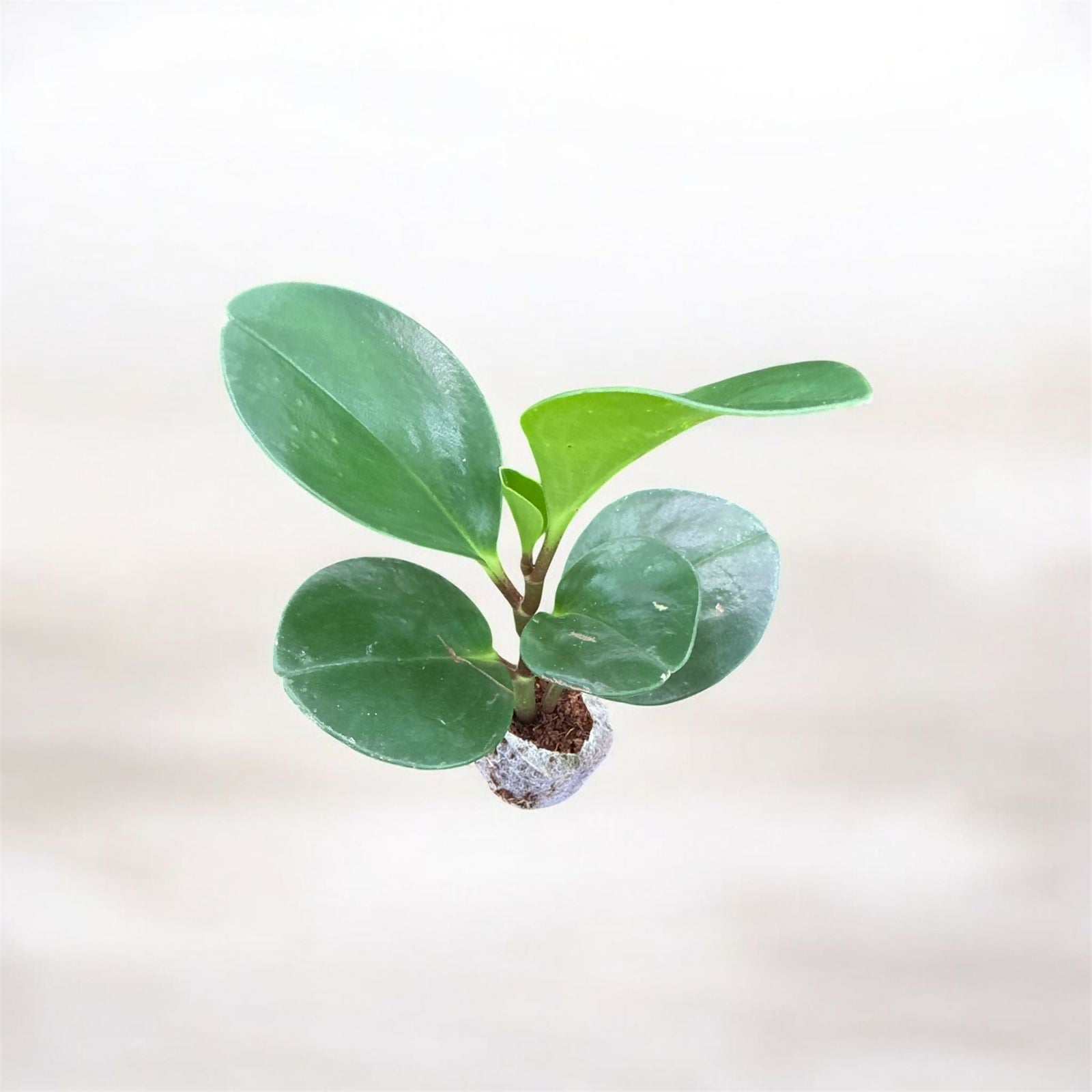 Peperomia Obtusifolia-Jiffy sized (2 plants)