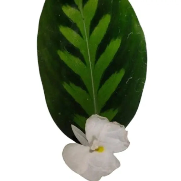 Haplocorma Sp
