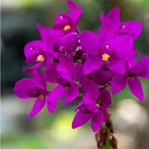 Purple Ground Orchid Bletilla