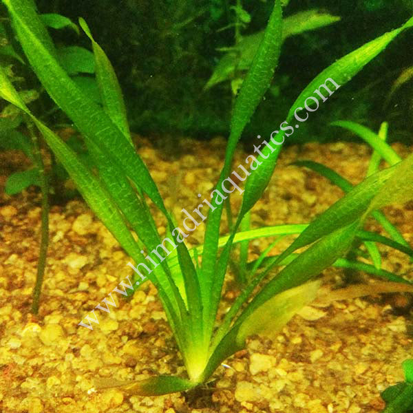 Vallisneria Spiralis twister (single plant)