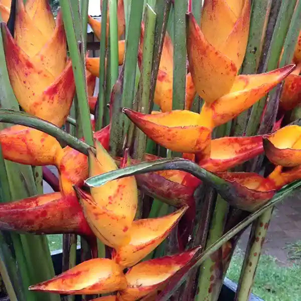 Heliconia Splash (Heliconia champneiana)
