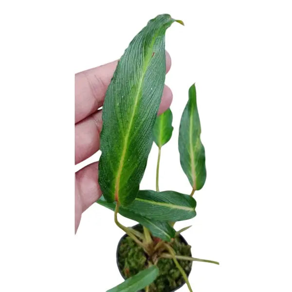 Homalomena Sp