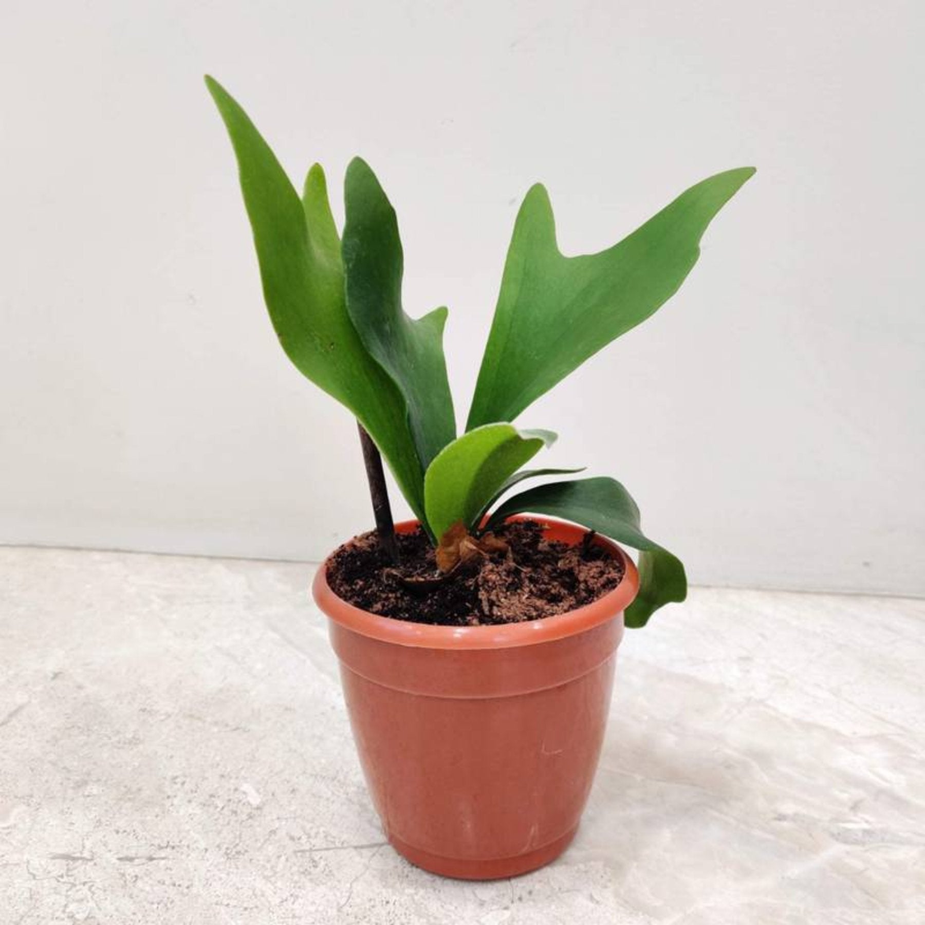 Staghorn Fern potted indoor plant – ships pan-India