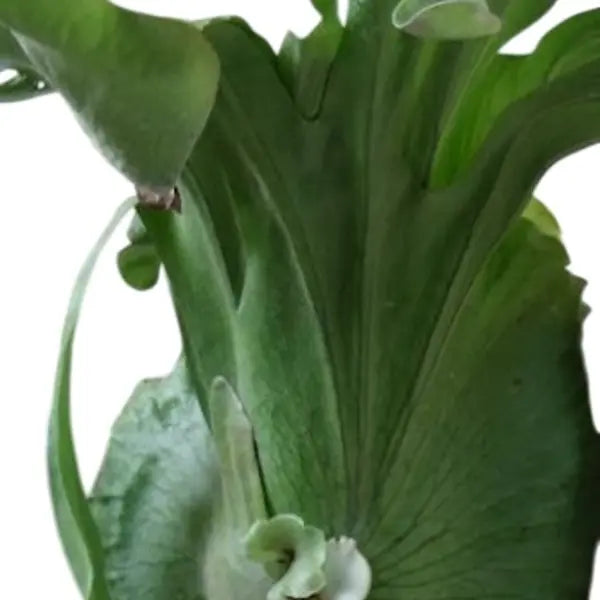 Staghorn Wandea Fern