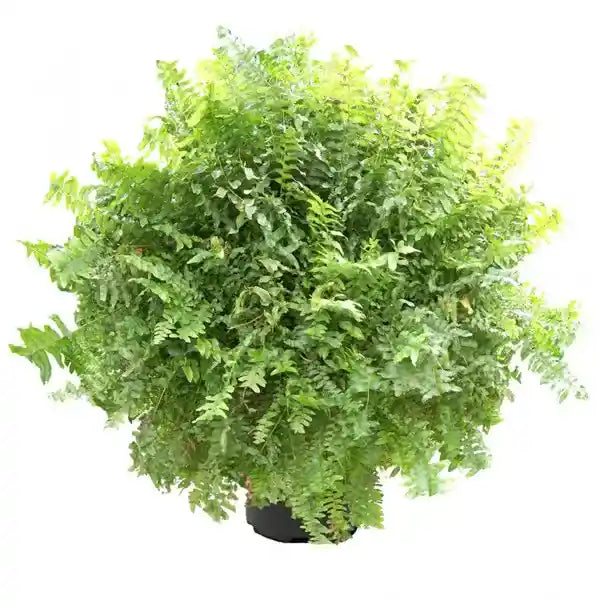 Nephrolepis Stingray Fern