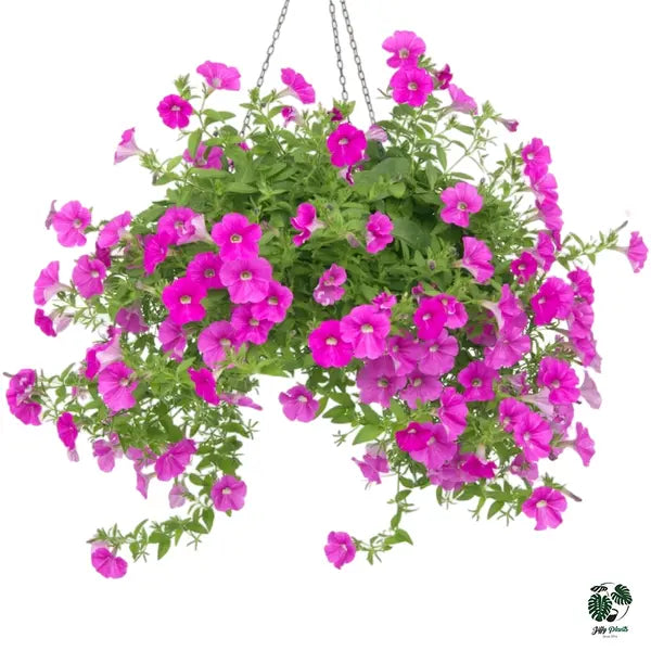 Petunia Plant | Nadan Petunia