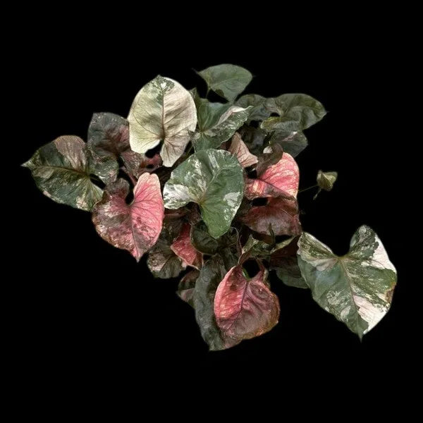 Syngonium Strawberry Ice - Rare