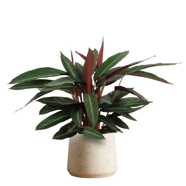 Stromanthe Stripestar Plant