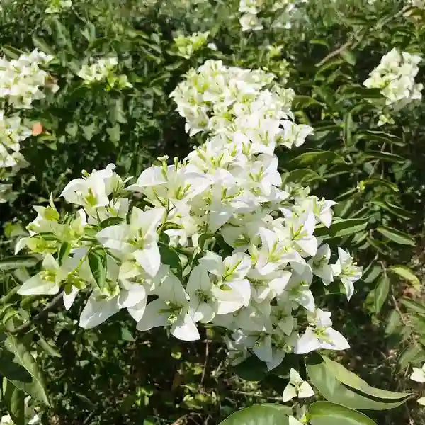 Bougainvillea Subhra