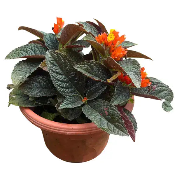 Sunset Bells (Chrysothemis Pulchella)