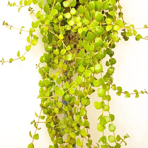 Swedish Ivy Succulent /Tangled heart plant (10 stems)
