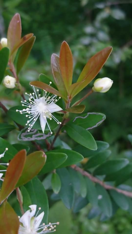 Cerejinha De Mattos Fruit Plants (Eugenia Mattosii)