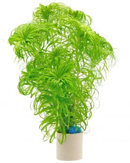 Syngonanthus sp belem (3 stems)