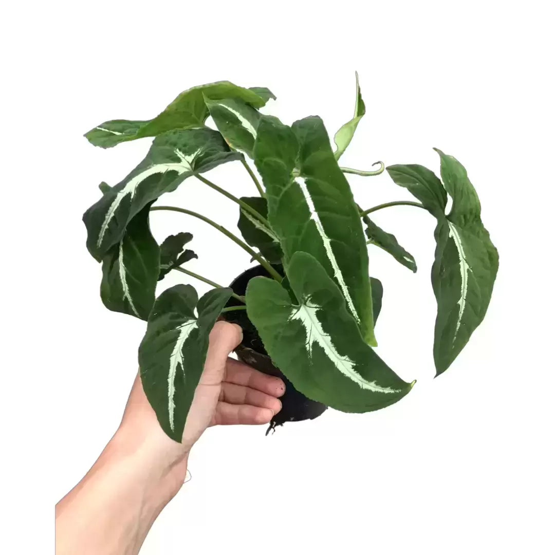 SYNGONIUM WENDLANDII - Syngonium black velvet