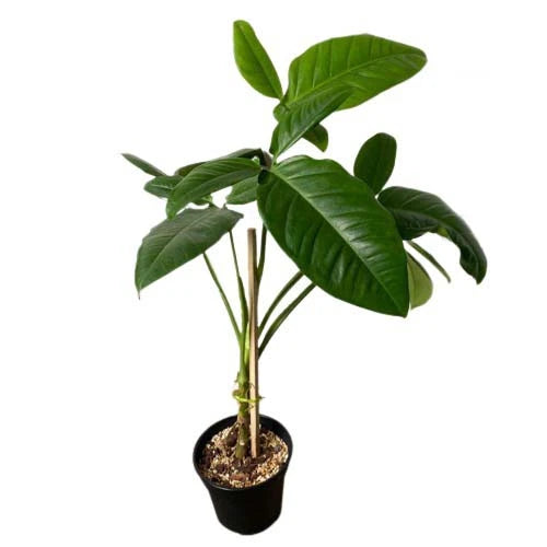 Syngonium "Bunny Ear"- Rare