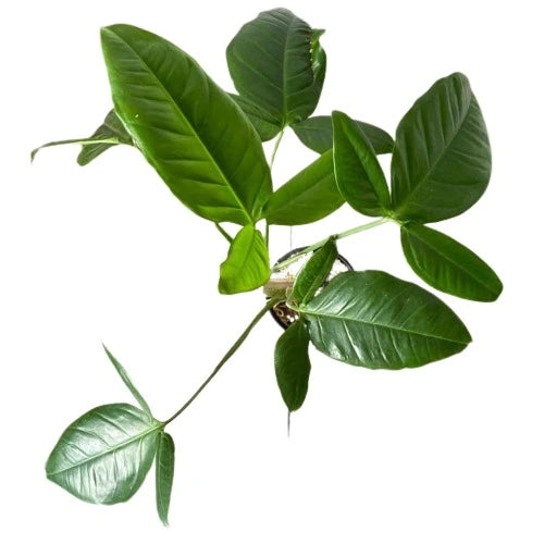 Syngonium "Bunny Ear"- Rare