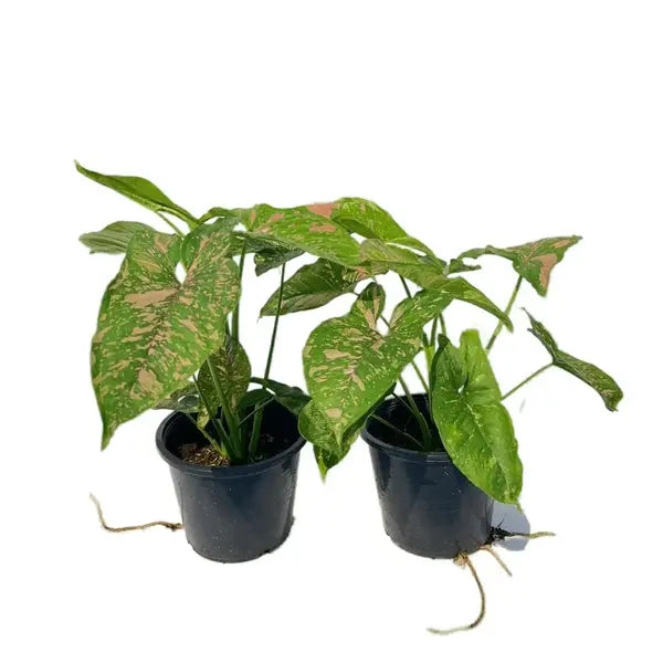 Syngonium Pink Splash Allusion - Rare