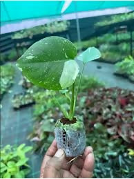 Monstera Thai Constellation