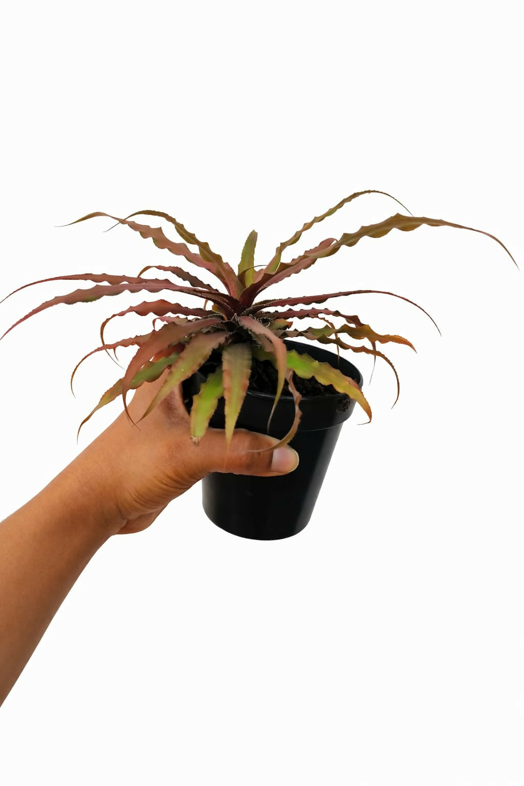 Cryptanthus Brown