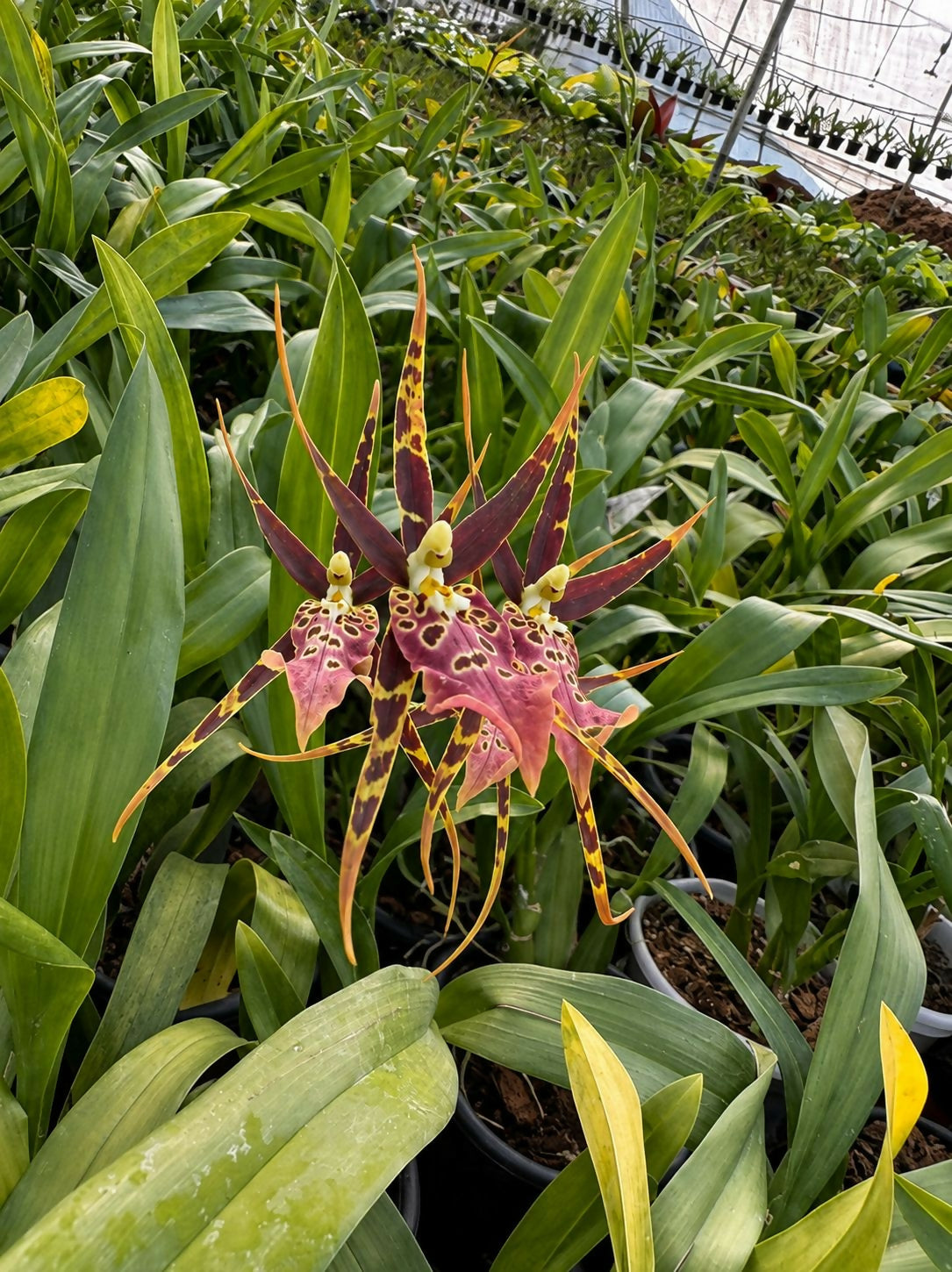 Spider Orchid Oncidium-Brown