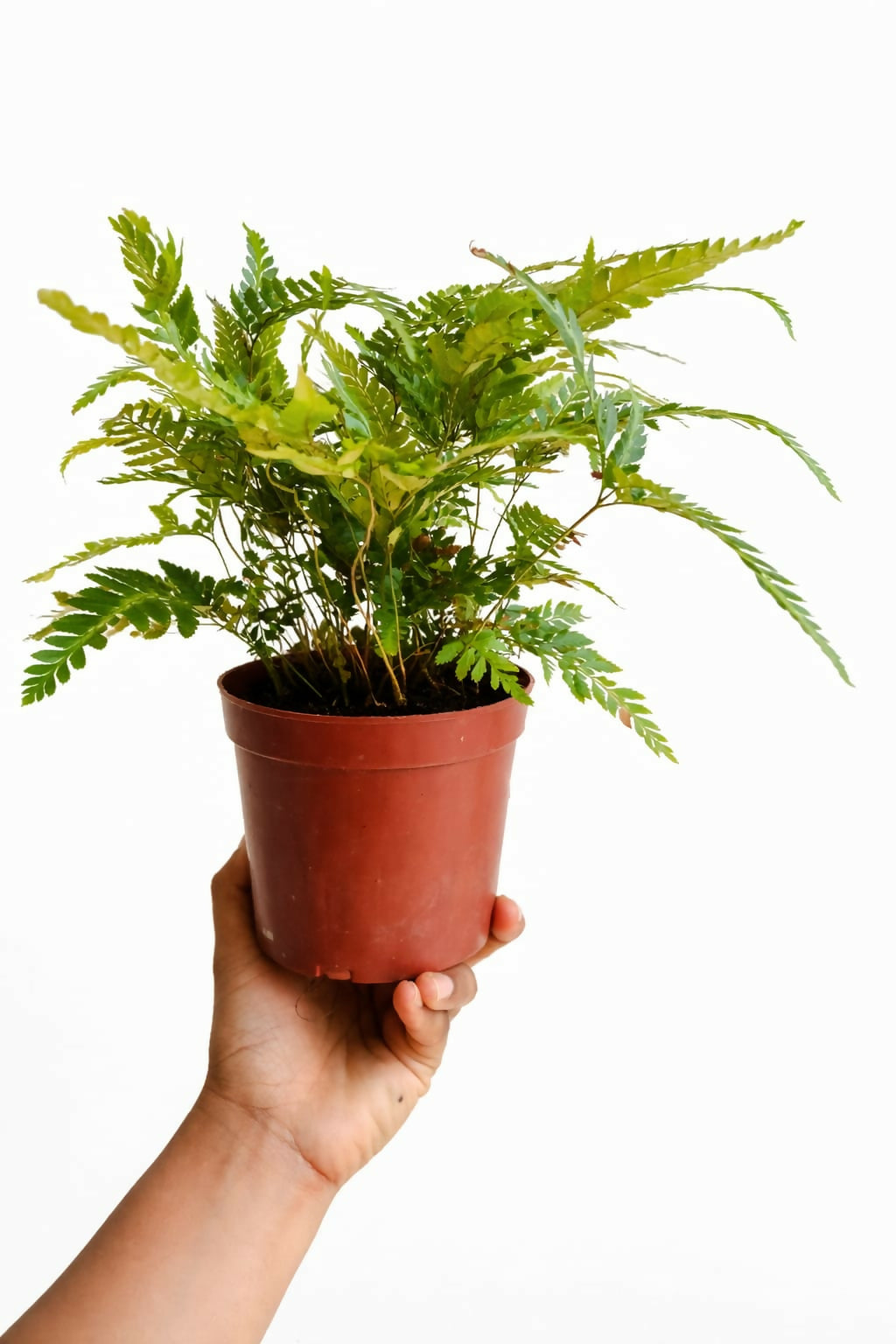 Lush Flora East Indian Holly Fern Live Plant, 1-2 Foot Tall