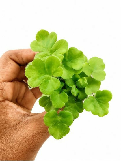 Gemmifera fern (Tectaria gemmifera)