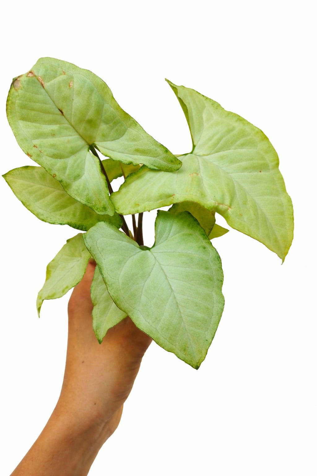 Syngonium White Butterfly