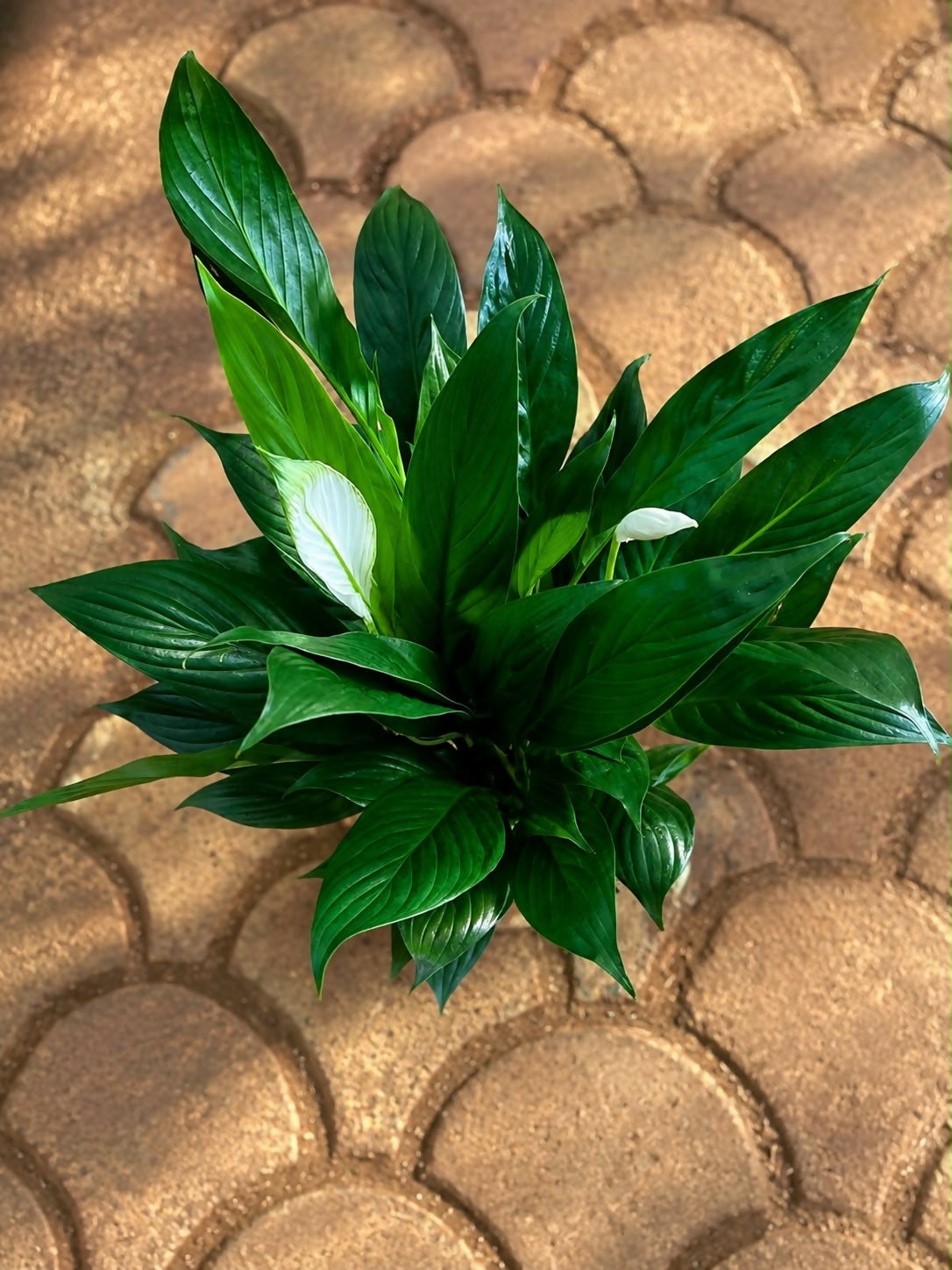 Peace lily (Spathiphyllum) – self watering pot