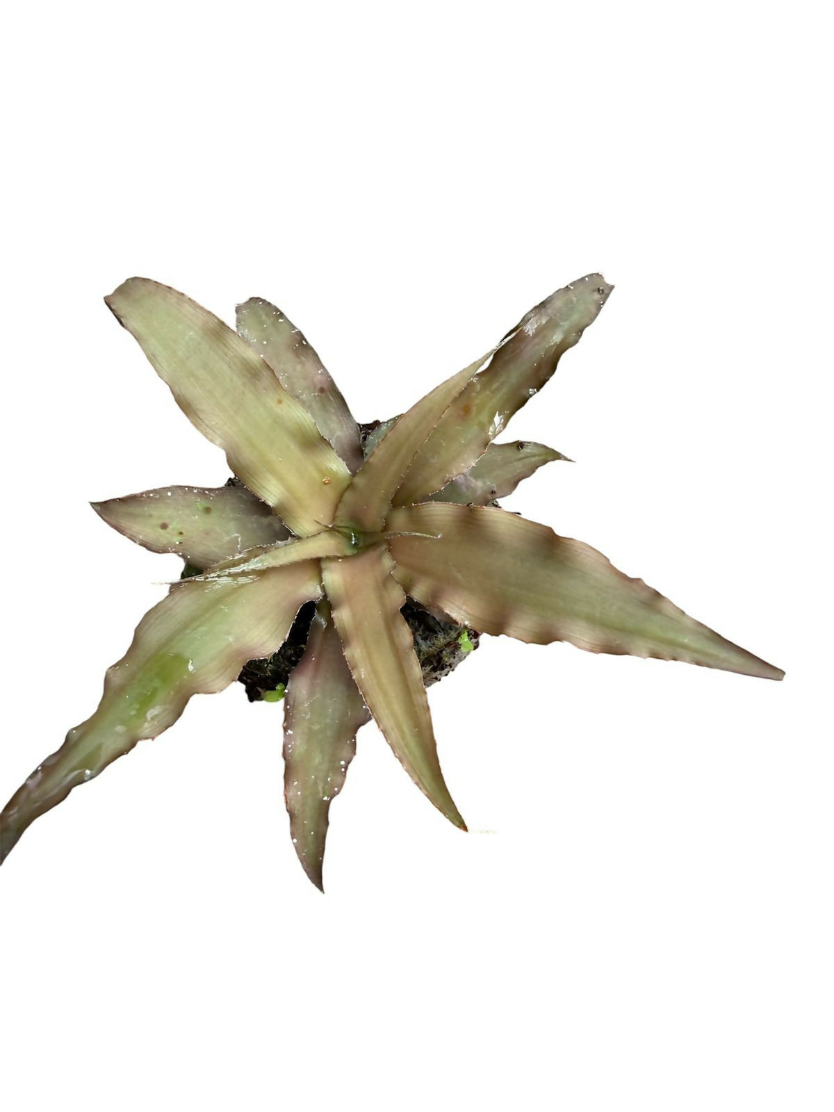 Cryptanthus combo- Jiffy sized