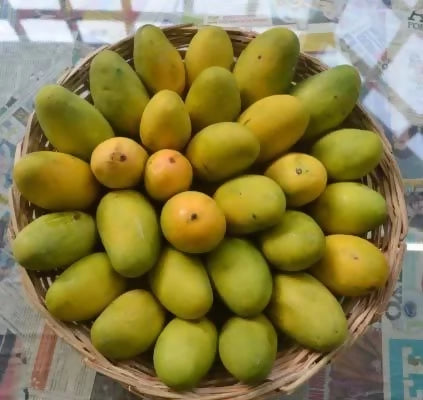 Dasheri Mango fruit Plant (Mangifera Indica)