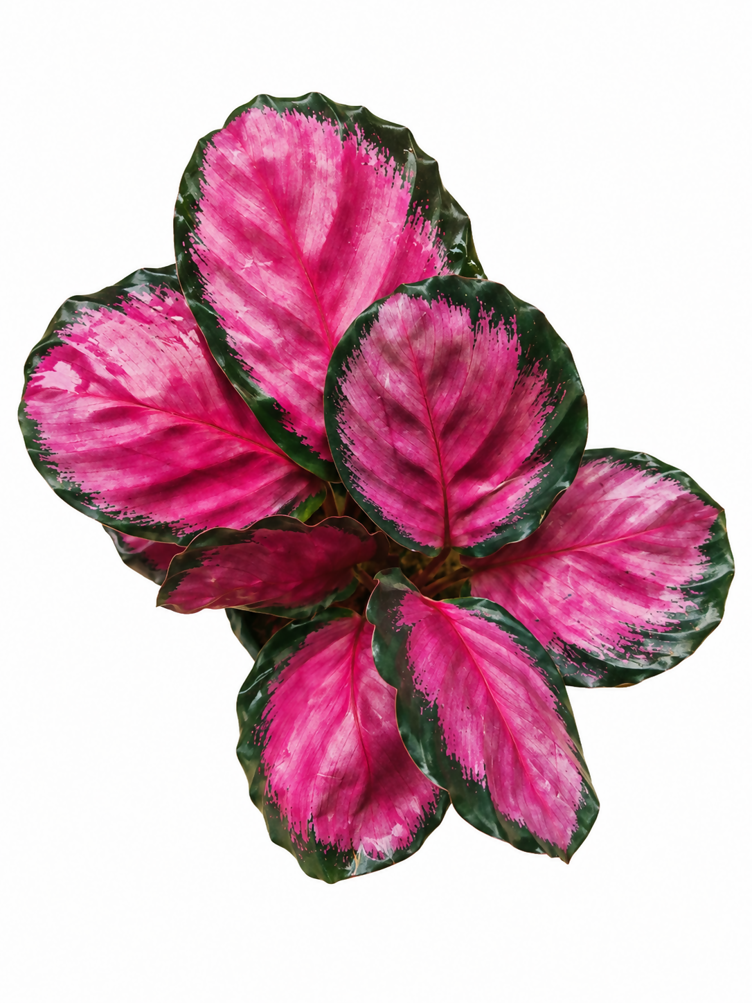 Calathea Crimson