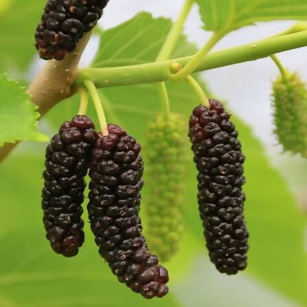 Brazilian Mulberry – Live Grafted Exotic Fruit Tree - Keyfarm Wayanad